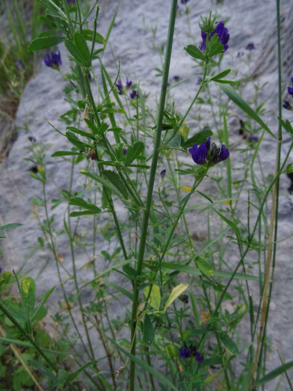 Medicago sativa - Fabaceae